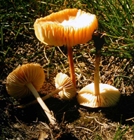 Marasmius oreades, a mature fruiting body with uplifted margin.